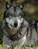 Катушка с флажками окладом для охоты на волка (оклада волчьего)